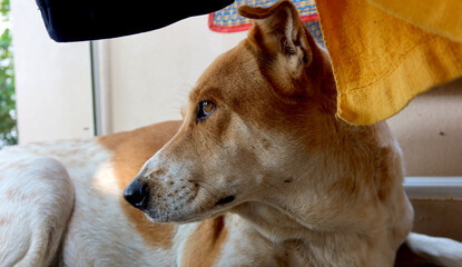 A lonely roadside dog in thailand