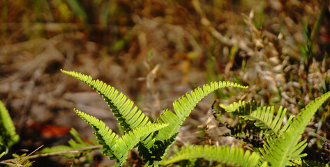 Fern leaves Green Nature and blurred background - Selective Focus on Fern Leaves - Shooting from at Phu Kradueng National Park Loei Thailand 