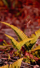 Fern leaves yellow Nature and blurred background - Selective Focus on Fern Leaves - Shooting from at Phu Kradueng National Park Loei Thailand 