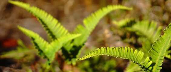 Fern leaves Green Nature and blurred background - Selective Focus on Fern Leaves - Shooting from at Phu Kradueng National Park Loei Thailand 