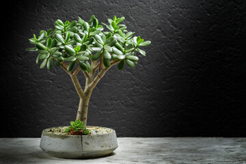 Jade Tree, Concrete Potted Succulent Plant, Space for Text