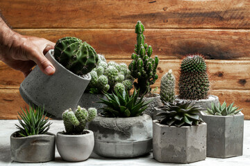 Beautiful cacti in cement pots, space for text