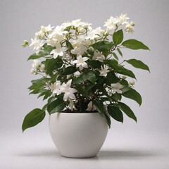 An Image of 4k, a flower jasmine with flowerpot on a white transparent background