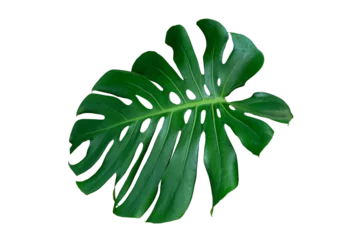 Photo sur Aluminium Monstera monstera leaf plant isolated