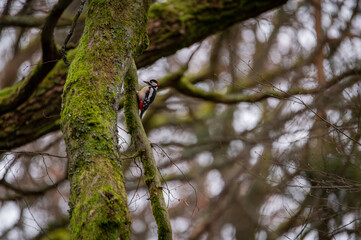 Woodpecker on a tree. Great spotted woodpecker