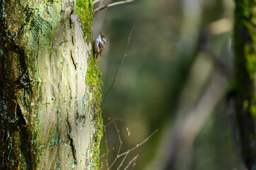 European Robin (Erithacus rubecula). Bird on a branch