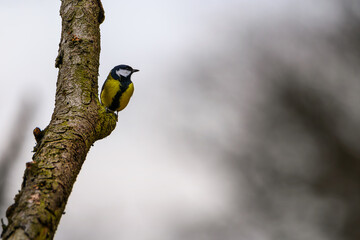 Kohlmeise Parus major in the branch