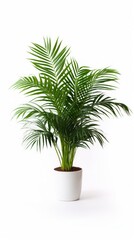 Stock image of a Parlor Palm on a white background, feathery, arching fronds, elegant and adaptabl Generative AI