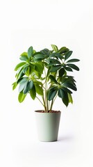 Stock image of a Schefflera Plant on a white background, glossy, palmate leaves, bold and tropical Generative AI