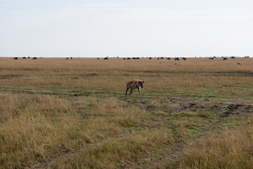 Fototapeta na wymiar yenas roam the Masai Mara