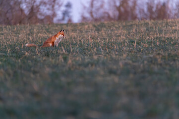 Red fox on the field. Red fox (Vulpes vulpes)