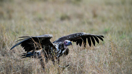 Vulture scavengers looking for a meal