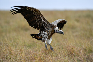 Vulture scavengers looking for a meal