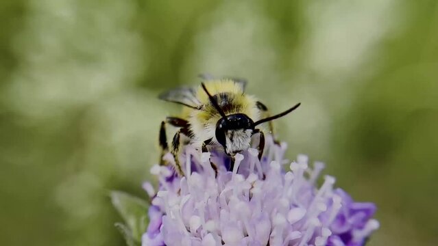 Bumblebee on Wild flower Lacy Phacelia Tanacetifolia In meadow. Blue tansy or purple tansy - honey plant, attracting pollinators such as honey bees or bumblebee