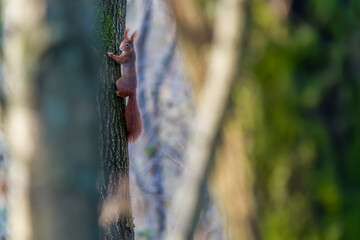 Squirrel in the tree. Red squirrel in the tree