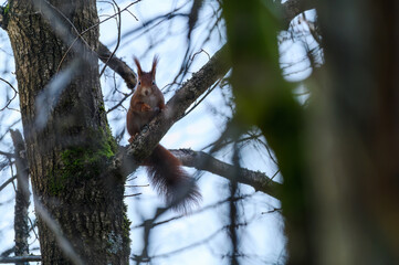 Squirrel in the tree. Red squirrel in the tree