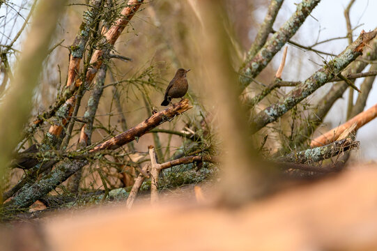 BLACKBIRD blackbird (Turdus merula merula) on the branch in the forest