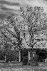 Carolina Tobacco Barns