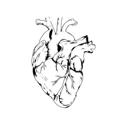 sketch of a heart