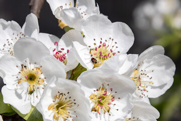 Blüten einer Birne im Frühling