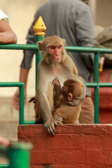Macaque Nursing Amidst Kathmandu's Bustle