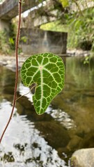 leaf on the water