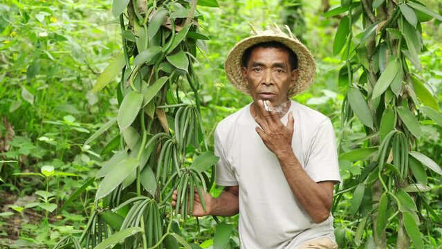 Mature vanilla farmer smoking on plantation next to pods and vines, straw hat