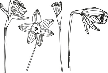 Narcissus flower sketch hand drawn vector illustration. Design background with plants daffodils ink texture, garden floret spring motive for logo, sign, tattoo, label, flyer, print, paper, card