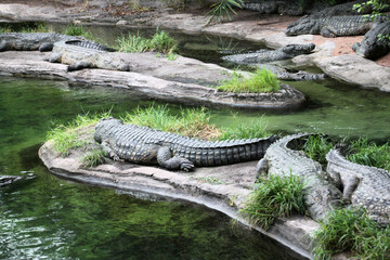 alligator in the everglades