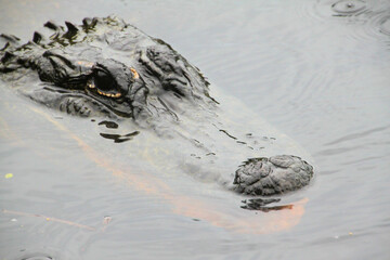 crocodile on the beach