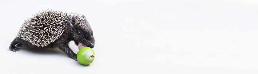 Cute baby hedgehog smelling green apple on white background. Space for text.