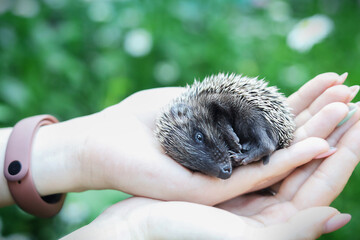 Cute little hedgehog sleeping in woman hands..