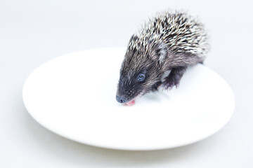 Baby hedgehog drinking milk.