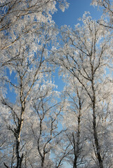 Winterlandscape in the Kalmthoutse heide, Belgium