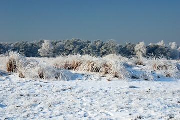 Winterlandscape in the Kalmthoutse heide, Belgium