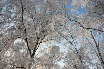 Nature and Snow