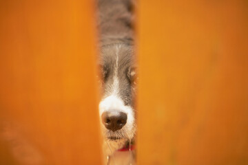 Border collie, Irlandia 