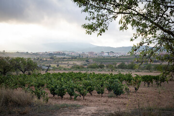 Fototapeta na wymiar vineyard in the morning with a view of Gandesa, comarca of Terra Alta, Province of Tarragona, Catalonia, Spain