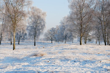 Winterlandscape in the Kalmthoutse heide, Belgium
