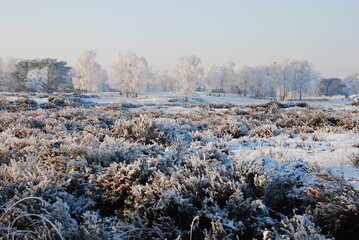Fototapeta na wymiar Winterlandscape in the Kalmthoutse heide, Belgium