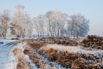 Winterlandscape in the Kalmthoutse heide, Belgium