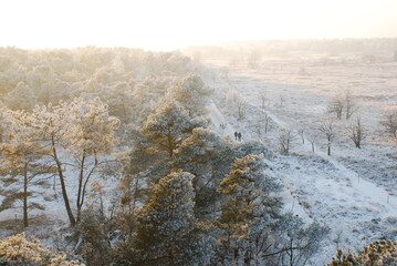 Winter landscape in the Kalmthoutse heide, Belgium
