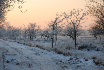 Winterlandscape in the Kalmthoutse heide, Belgium