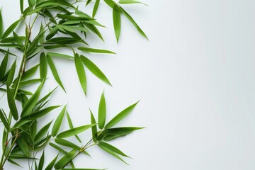 Naklejka premium Bamboo leaves on white background