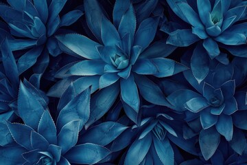 agave cactus  abstract natural pattern background  dark blue toned