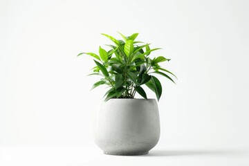 Decoration plant on concrete pot isolated on white background