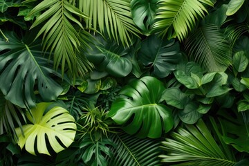 Stunning photo of lush tropical plants with fresh green leaves.