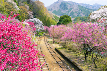 Beautiful railway with pink white and red blossom trees blooming along the railway tracks at Godo...