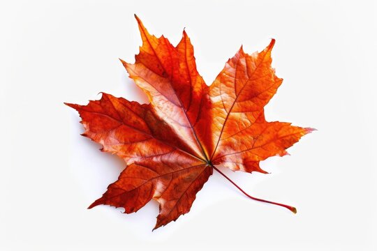 Red maple leaf. Fallen autumn leaf on a white background. Decorative botanical element.