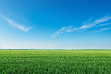 Endless Green Wheat Field and Blue Sky

